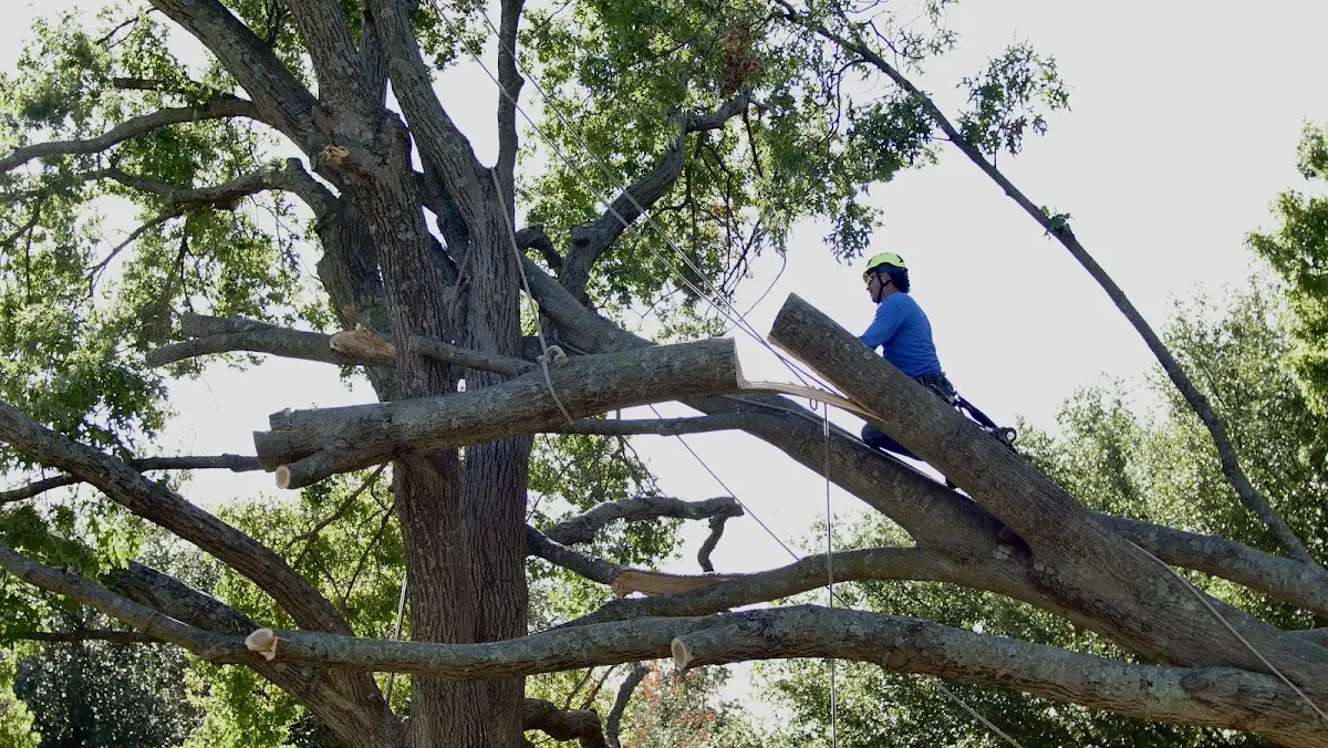 Professional Crown Thinning performed by certified arborists in Jacksonboro