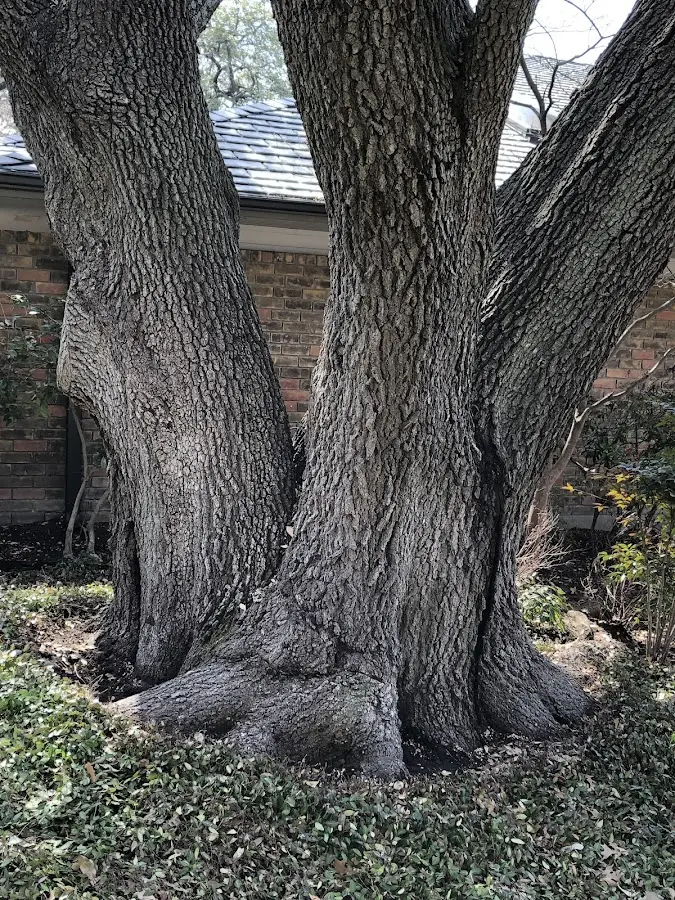 Mature heritage tree close to a Jacksonboro property cared for by certified arborists